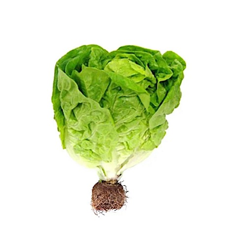 ALFACE HIDROPONICA UN