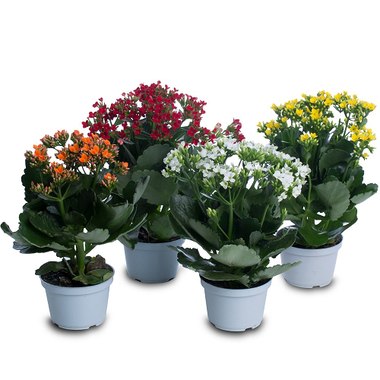 KALANCHOE PT06