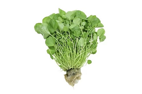 AGRIAO HIDROPONICO UN